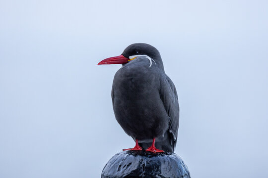 View of an Inca tern with its distinctive red beak, white mustache-like feathers, and red feet perched on a dark post in Chile.