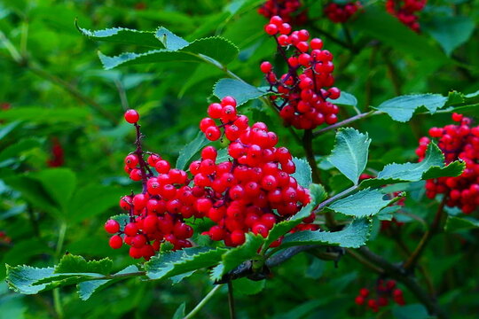 roter Fruchtschmuck des roten Holunders 