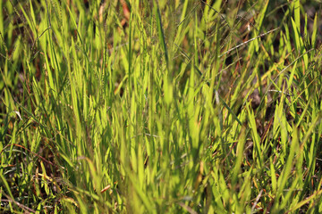 Obraz premium Vibrant wildflower meadow in sunlight