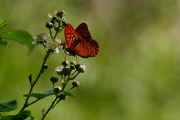 rotbrauner Schmetterling mit schwarzen Punkten  © cagala