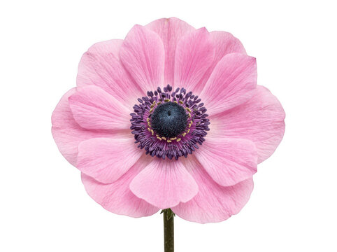 Beautiful pink anemone flower with dark center