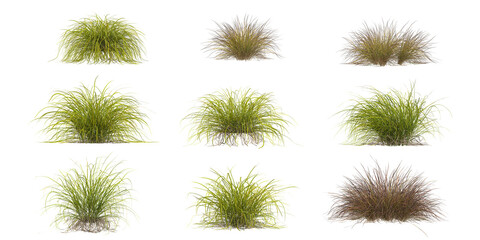 Obraz premium Collection of Carex grass isolated on white background
