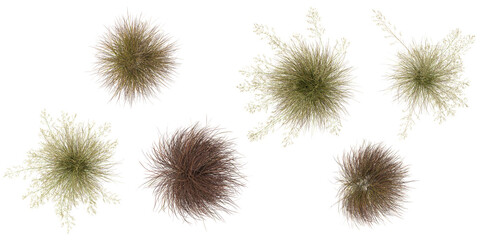 Obraz premium Collection of Carex,Celtica grass isolated on white background from the top view