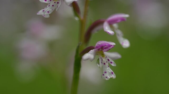Macro of Round-leaved orchid wildflower with water raindrops blowing in a gentle wind