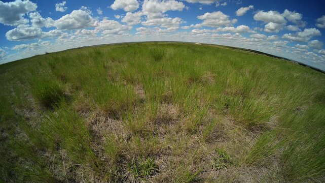 Wide angle fish-eye view of blowing prairie grass under a blue sky with puffy white cumulus clouds