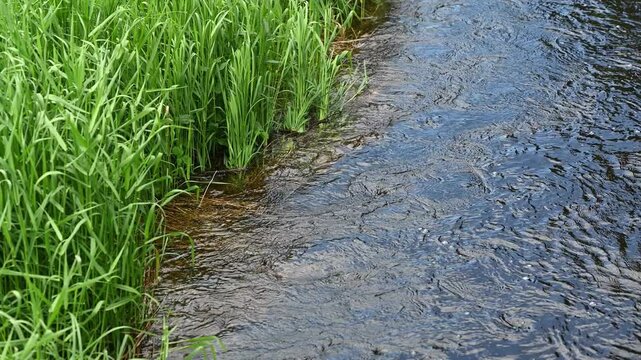 Isolated view of a fast flowing creek with bright green grass moving in a light wind creating a natural background