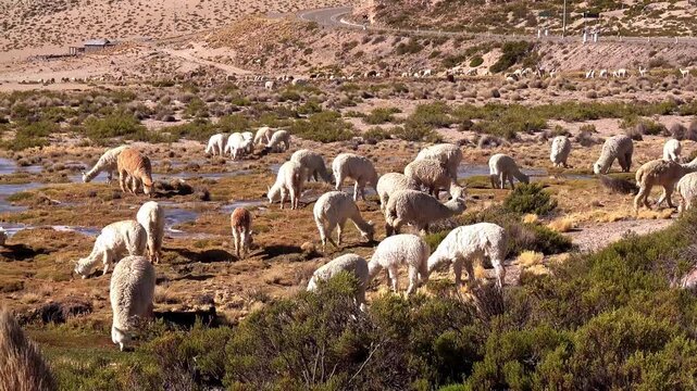 Herd of llamas grazing on Andean highlands in Peru, scenic mountain landscape with traditional livestock and natural environment, 4K video
