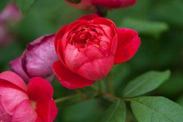 Fototapeta premium Varietal roses in the garden in different colors