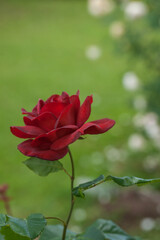 Obraz premium Varietal roses in the garden in different colors