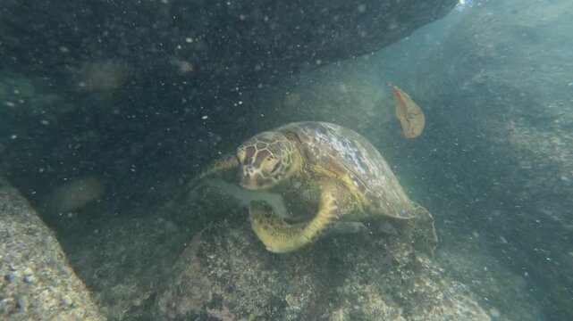 Hawaiian green sea turtle swims out of coral reef rock cave, looking for algae food underwater, close up