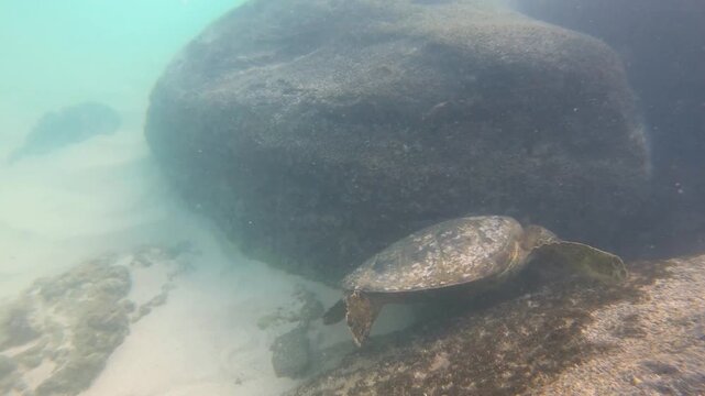 Hawaiian green sea turtle (Honu) underwater feeding eats algae seagrass food, coral reef rock. 