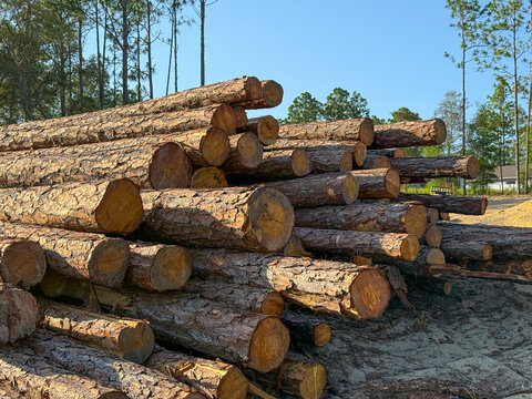 Native forest habitat destroyed for new housing construction in north central Florida