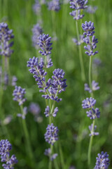Obraz premium Beautiful lavender in the garden in summer