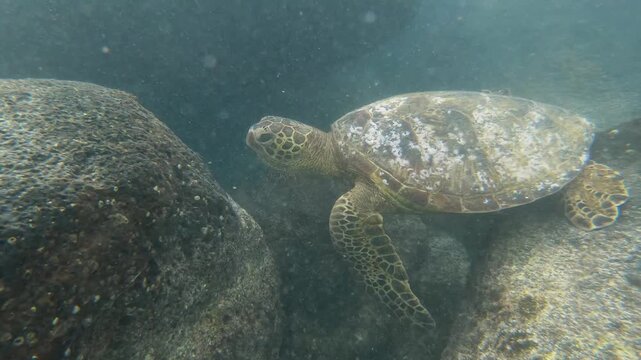 Hawaiian green sea turtle (Honu) swimming underwater near coral reef rock cave searching looks for food
