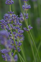 Fototapeta premium Beautiful lavender in the garden in summer