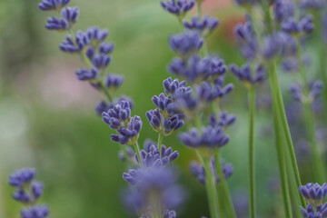 Obraz premium Beautiful white lavender in the garden in summer