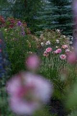 Obraz premium Varietal roses in the garden in different colors