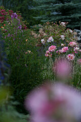 Obraz premium Varietal roses in the garden in different colors