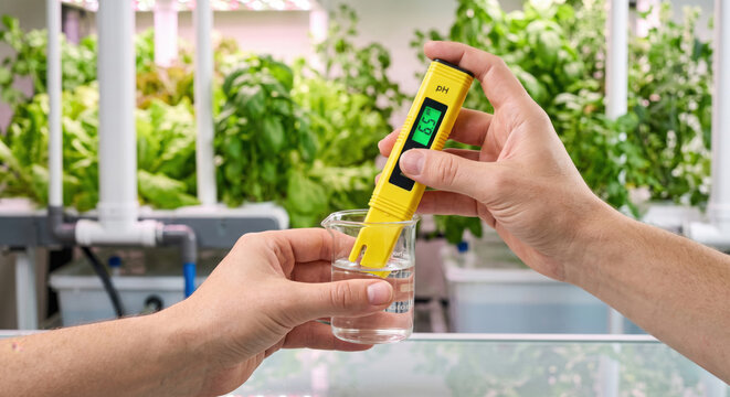 Measuring pH Level in Water with Digital Meter in Hydroponic Garden.