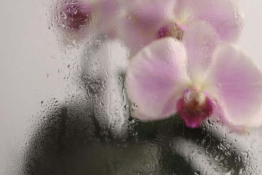Smoke selected Soft focus cream beige pink phalaenopsis Orchid Flower through glass with wet water drops. Abstract natural blur background.