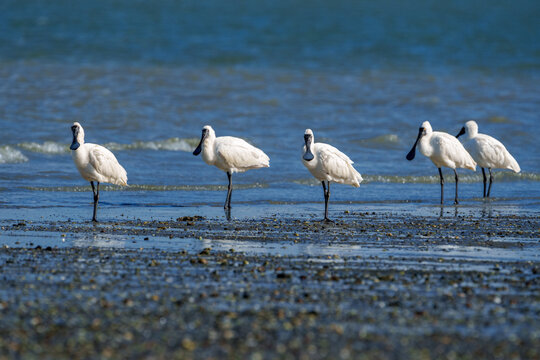 Royal spoonbill on edge of harbour in Whangerei.