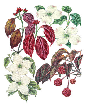 Dogwood Tree