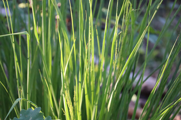Fototapeta premium Vibrant grass field in sunlight