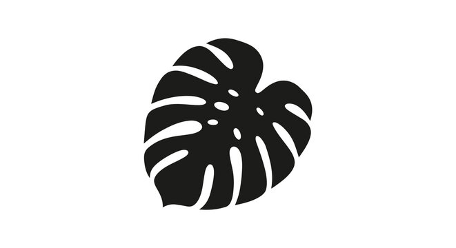 Monstera leaf silhouette on a white background botanical graphic