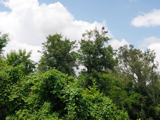 Fototapeta premium Natural landscape view of clouds in blue sky background and green trees, nature photography, cloudscape wallpaper 