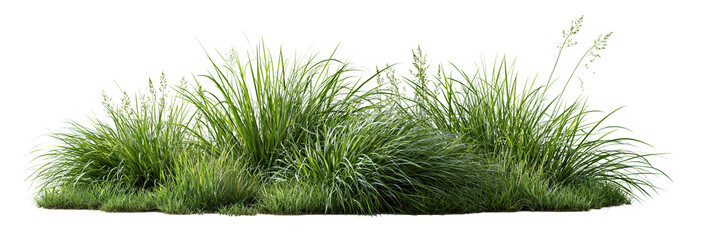 Green grass tuft isolated on transparent background PNG