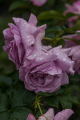 Obraz premium Beautiful varietal roses in the summer rain in the garden