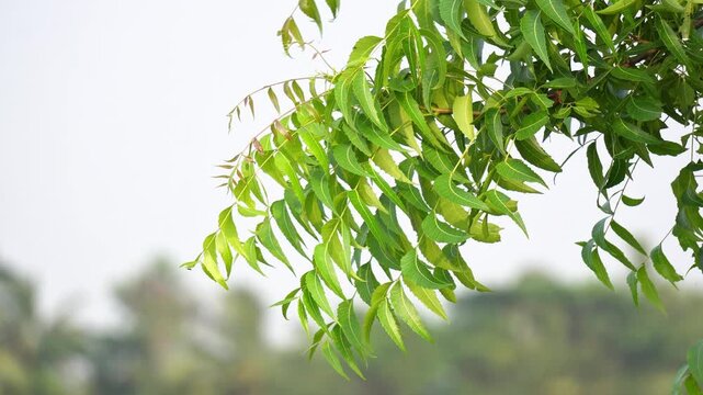 Medicinal Neem Leaves Branch Swaying with Blurry Green Background. Close Up of Fresh Ayurvedic Neem Foliage Azadirachta Indica Outdoors.