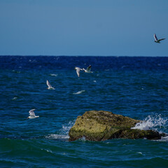 Naklejka premium seagulls on the sea
