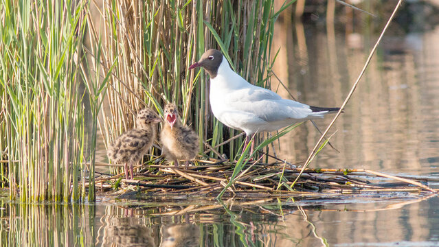 black crowned night heron