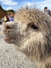 Obraz premium portrait of a donkey