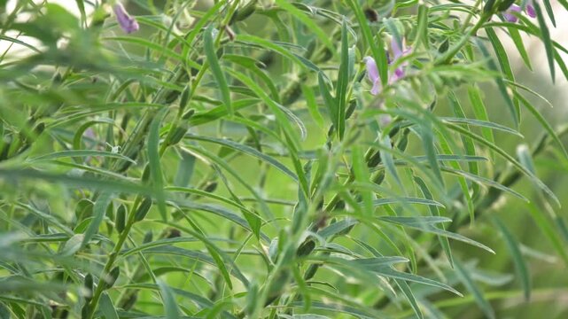 Green Sesame Plant with Growing Seed Pods and Flowers Close Up. Fresh Sesame Crop Field with Raw Til Pods on Plant Stem.