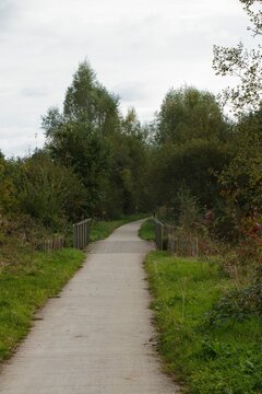 Peaceful Paved Walking Path and Small Bridge Through a Lush Green Forest
