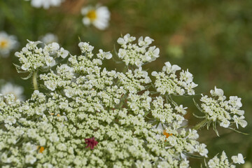 Fototapeta premium Close-up of a wild carrot (Daucus carota) flower head with its characteristic dark central floret. White umbels stand out against blooming daisies and green meadow vegetation on a sunny summer day.