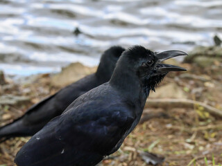 Obraz premium Close-Up of a Black Crow With Its Beak Open by the Water