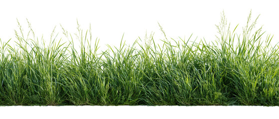 Fototapeta premium Green grass tufts with fresh lawn on transparent background