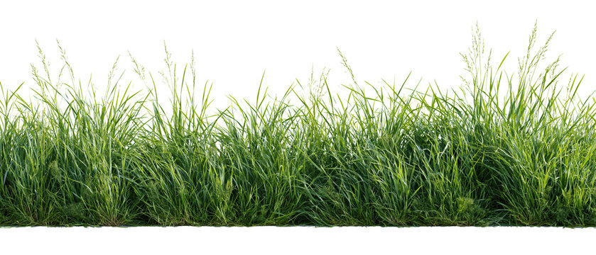 Green grass tufts with fresh lawn on transparent background