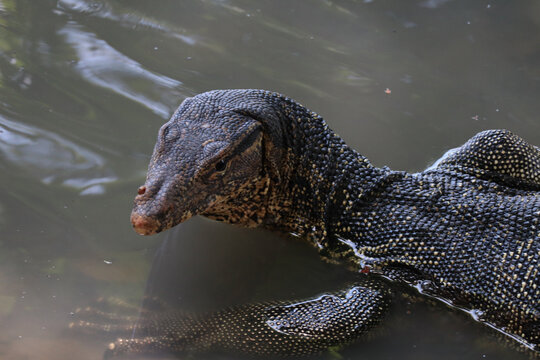 Close-Up of an Asian Water Monitor Lizard in the Water