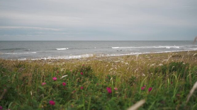 Coastline Where Rugosa Roses Bloom