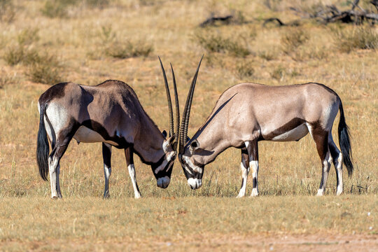 Oryx, African oryx, or gemsbok (Oryx gazella) fighting in the dry riverbed off the Nossob river in the Kgalagadi Transfrontier Park, part of the Kalahari Desert,  in South Africa
