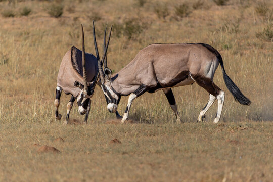 Oryx, African oryx, or gemsbok (Oryx gazella) fighting in the dry riverbed off the Nossob river in the Kgalagadi Transfrontier Park, part of the Kalahari Desert,  in South Africa