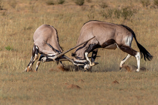 Oryx, African oryx, or gemsbok (Oryx gazella) fighting in the dry riverbed off the Nossob river in the Kgalagadi Transfrontier Park, part of the Kalahari Desert,  in South Africa