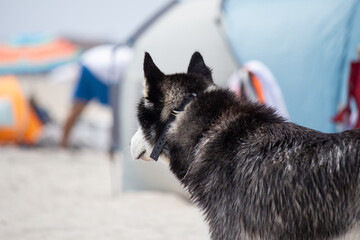 Siberian husky dog running playing swimming at the beach black and white © kharzey