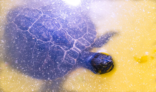 Macro Pattern of a Red-Eared Slider Turtle Shell in the Sun