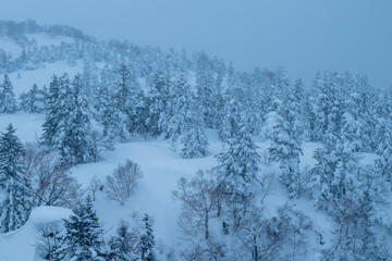 Fototapeta premium Snow-covered forest in Tokachi, Hokkaido enveloped in winter fog / 冬霧に包まれた十勝の雪化粧した森
