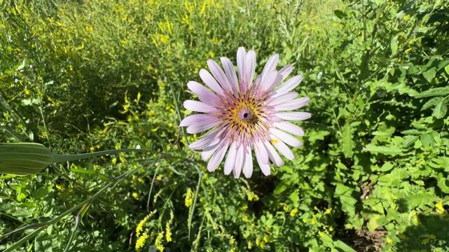 Close-up of beautiful purple salsify flower (Tragopogon porrifolius) blooming in a sunny wild field. A detailed close-up shot of fresh purple salsify flower captured in the garden.